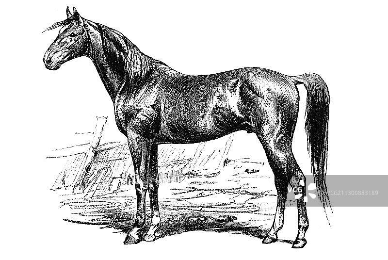 马的木刻版画图片素材