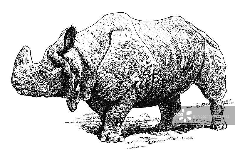 印度犀牛木刻版画图片素材