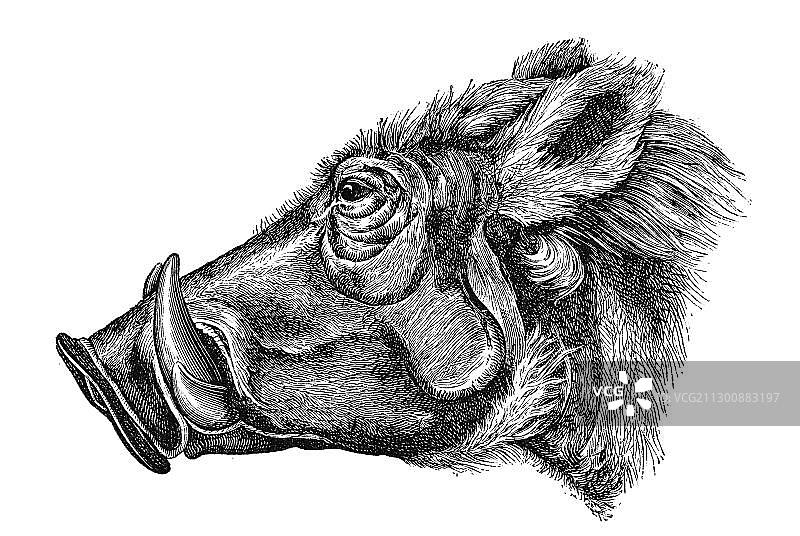 木刻，沙漠疣猪图片素材
