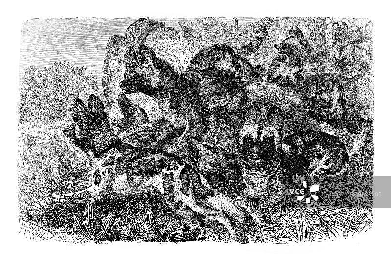 木刻非洲野犬狩猎图图片素材