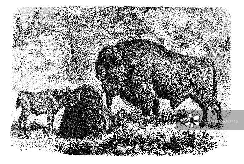 欧洲野牛木刻画 (Bison bonasus)图片素材