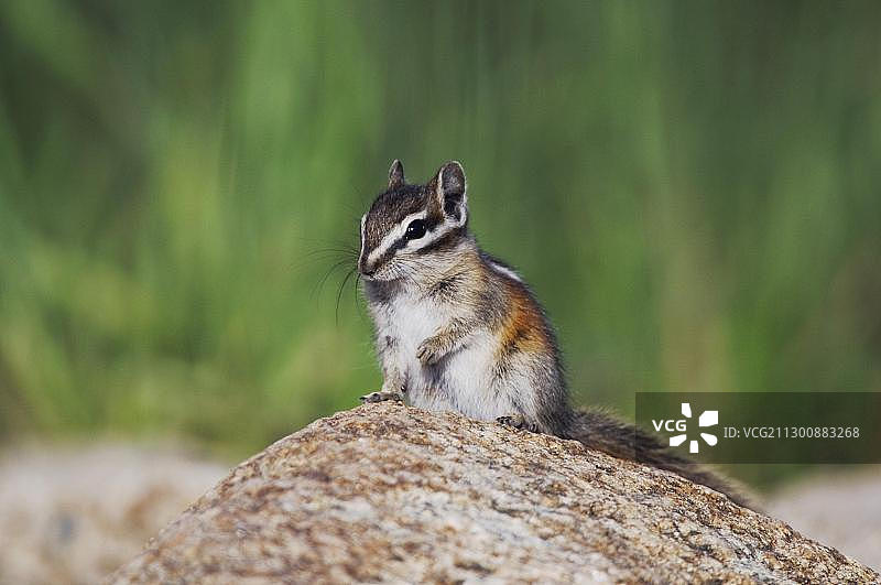 尤因塔花栗鼠，成年个体站在岩石上，落基山国家公园，科罗拉多州，美国，北美洲图片素材