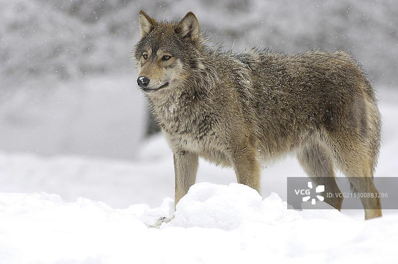 吹雪中的麦肯锡河谷幼狼图片素材