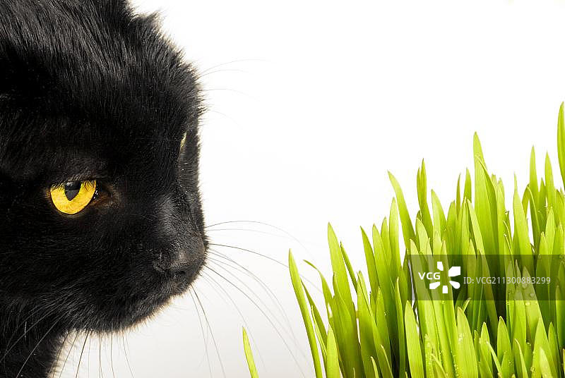 坐在猫草前的黑色家猫图片素材