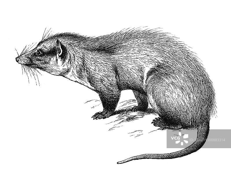 木刻负鼠图片素材