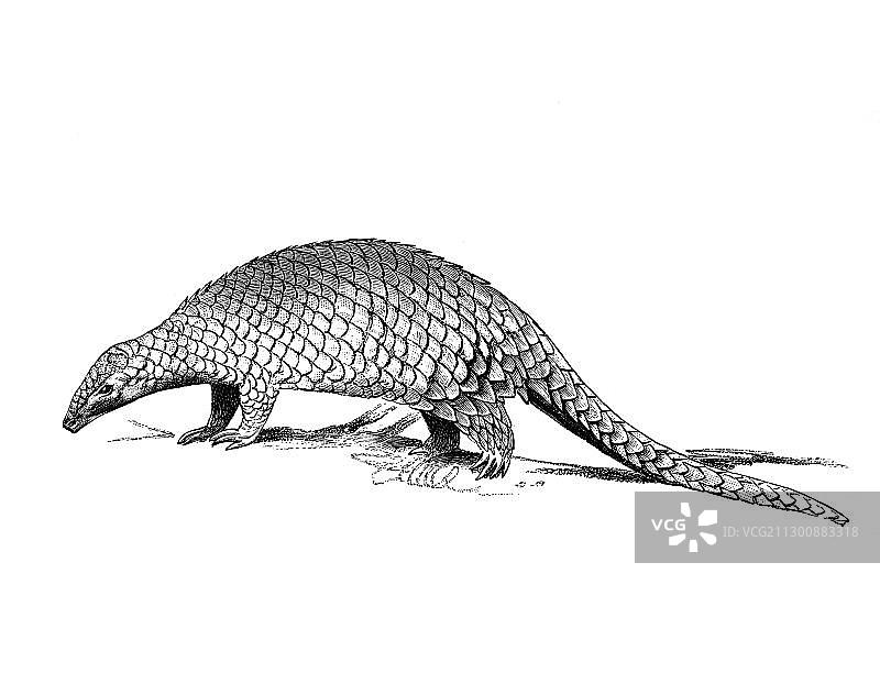 穿山甲木刻图片素材