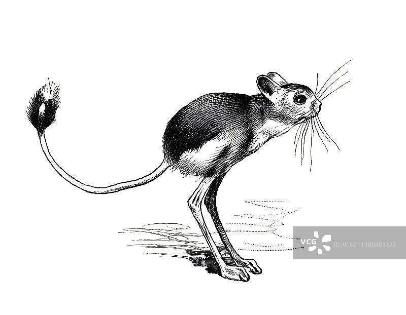 木刻跳鼠图片素材