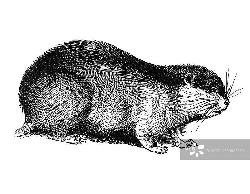 旅鼠木刻版画图片素材