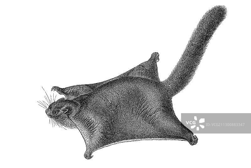 鼯鼠木刻版画图片素材