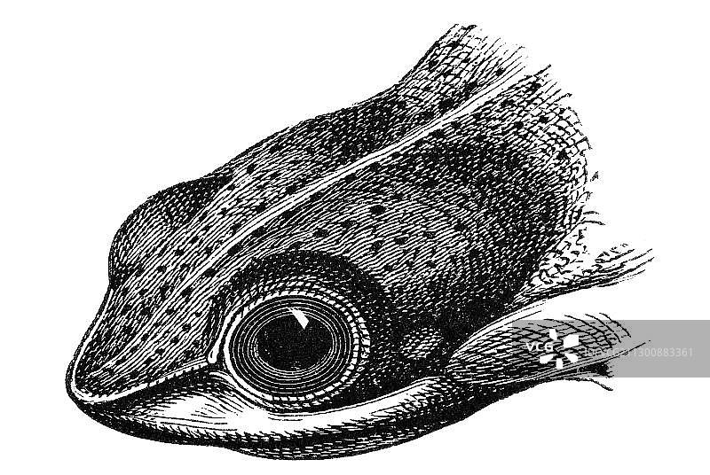 飞蛙肖像木刻图片素材