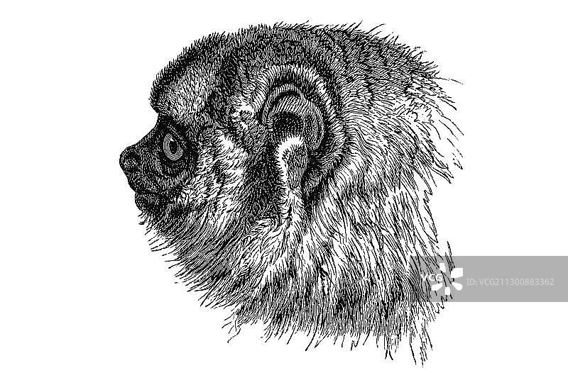 木刻：夜猴肖像图片素材