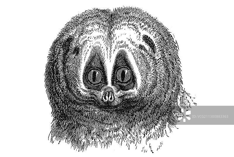 木刻：懒猴肖像图片素材