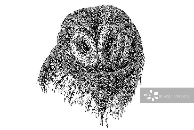 北鹰鸮画像木刻版画图片素材