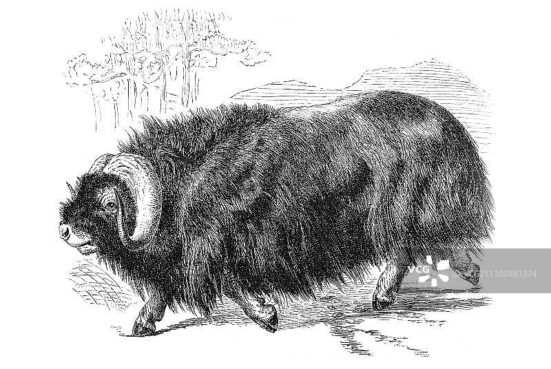 木刻麝牛图片素材