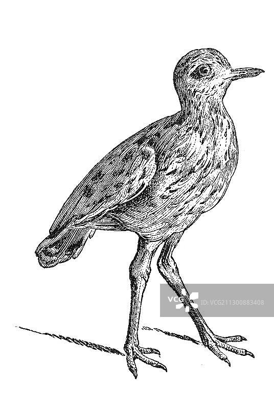 木刻：石鸻图片素材