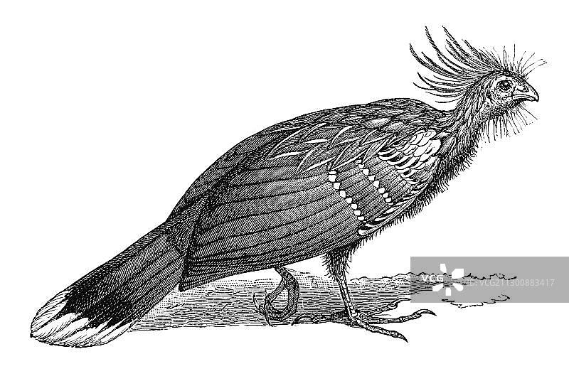 木刻麝雉图片素材