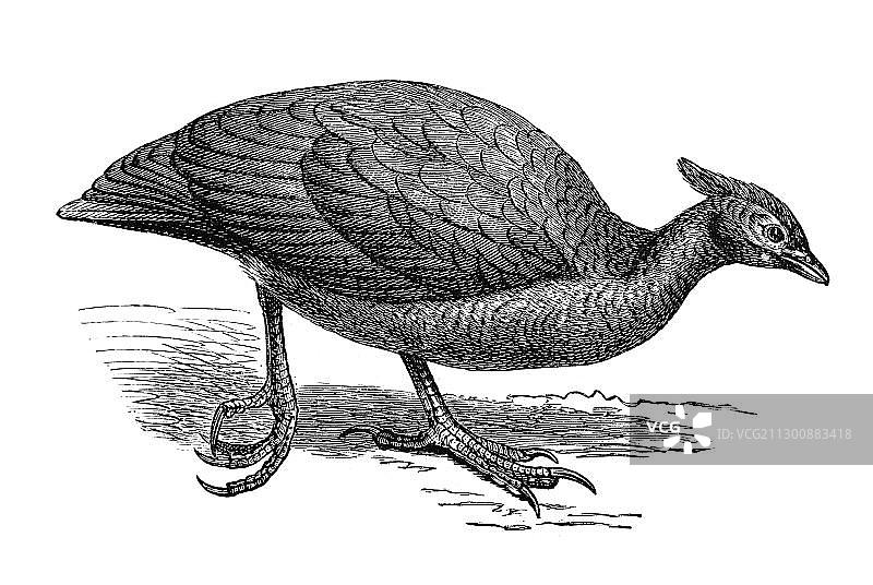 木刻：冢雉图片素材
