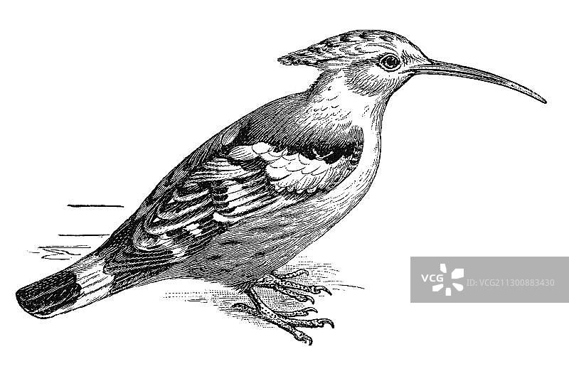 木刻戴胜鸟图片素材