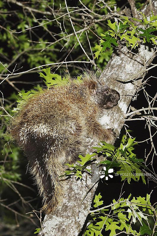 北美豪猪，成年个体攀爬德克萨斯橡树，美国德克萨斯州希尔乡村尤瓦尔迪县图片素材
