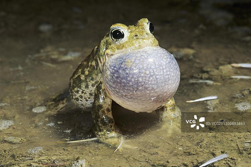 雄性欧洲花背蟾蜍夜间鸣叫，瑞士楚格州埃德利巴赫图片素材