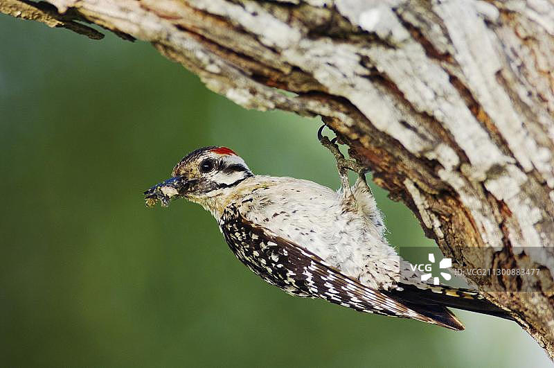 鳞啄木鸟（Picoides scalaris），雄性在巢穴中与昆虫猎物，美国南德克萨斯州图片素材
