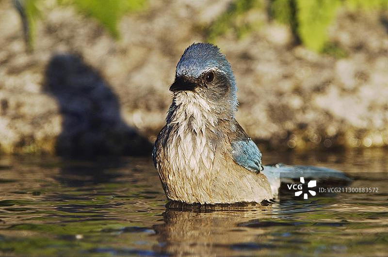 加州丛鸦在德克萨斯州中部山区的池塘中沐浴图片素材