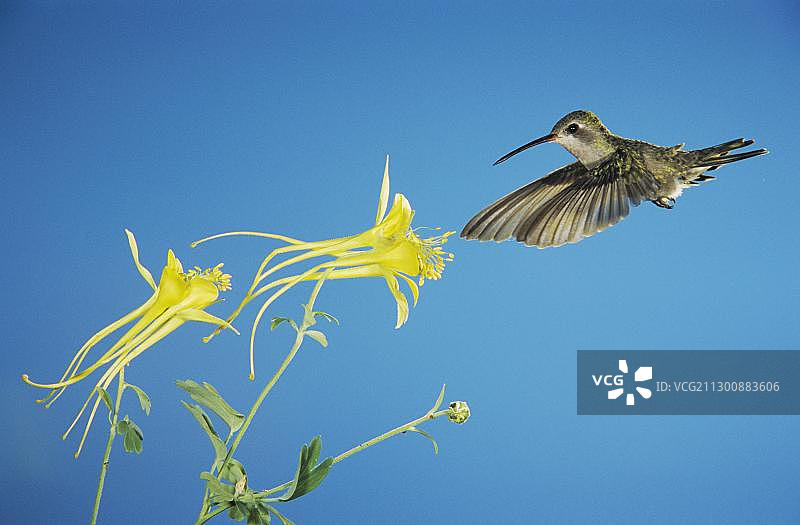 宽嘴蜂鸟在马德拉峡谷觅食长距耧斗菜（美国亚利桑那州图森）图片素材