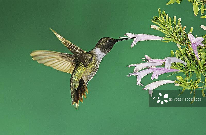 飞行中吸食墨西哥牛至花蜜的黑颏蜂鸟图片素材