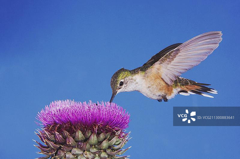 宽尾蜂鸟（雌性）飞行觅食图片素材