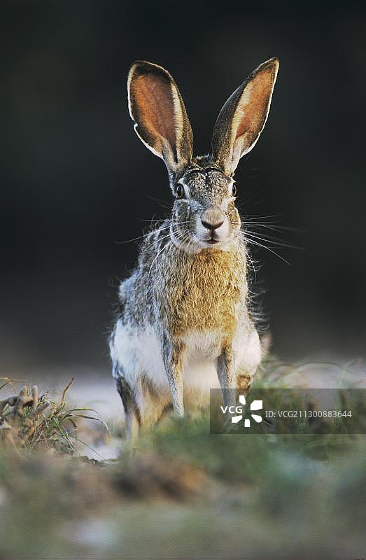 正在倾听的黑尾兔成年个体，美国得克萨斯州南部图片素材