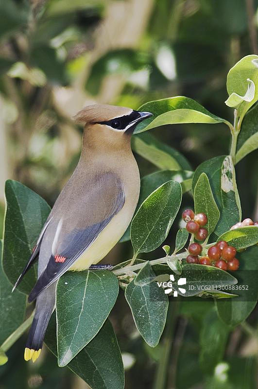 雪松太平鸟：成鸟在南帕德里岛食用浆果图片素材