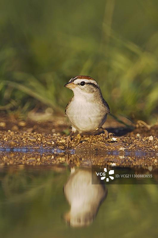 北美洲唧喳鸣雀图片素材
