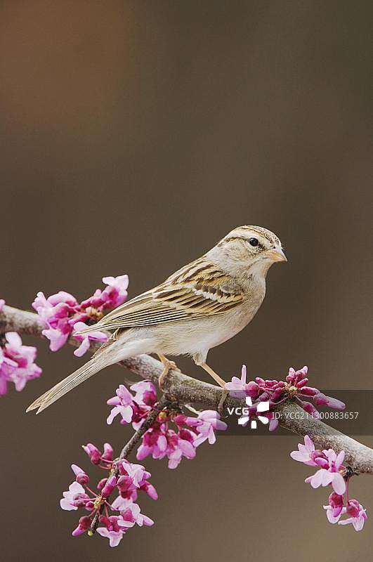 chipping sparrow(Spizella passerina),成鸟栖息在盛开的红花树枝上,美国德克萨斯州中部希尔 country,新布劳恩费尔斯图片素材