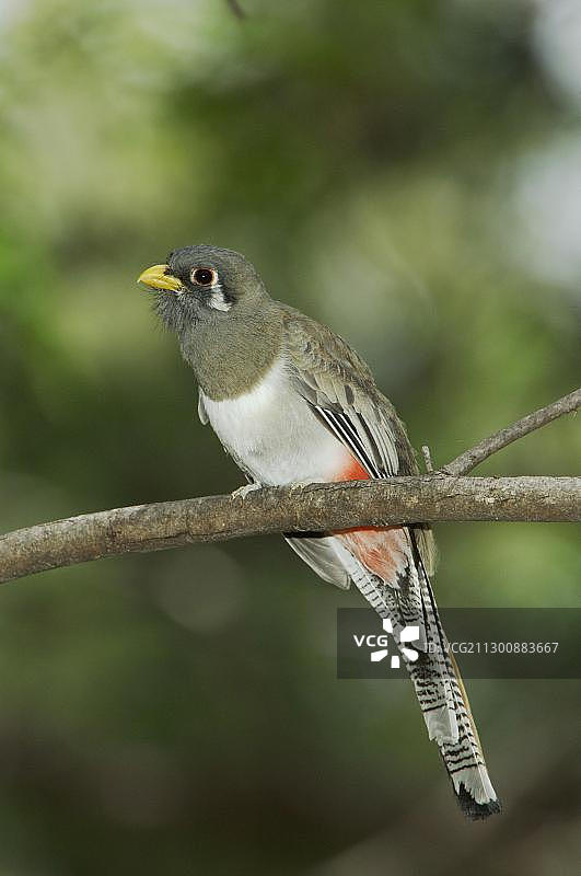 优雅的红腹咬鹃（雌性），栖息于美国亚利桑那州马德拉峡谷图片素材