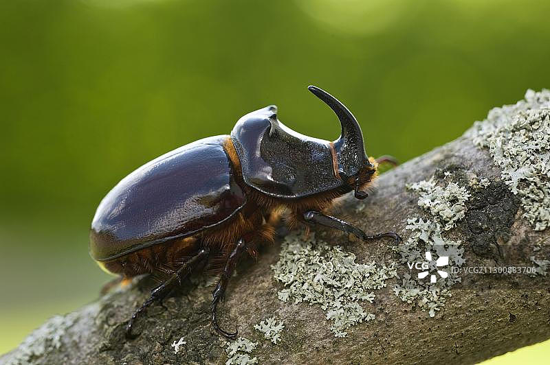 欧洲犀金龟，雄性，德国黑森州图片素材