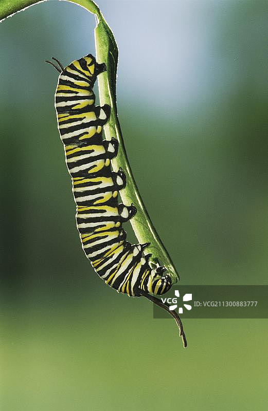 帝王蝶毛虫在马利筋叶子上觅食图片素材