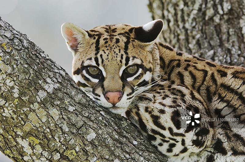 虎猫（Felis pardalis），圈养，雌性栖息在牧豆树上，科珀斯克里斯蒂，沿海弯曲，德克萨斯州，美国，北美图片素材