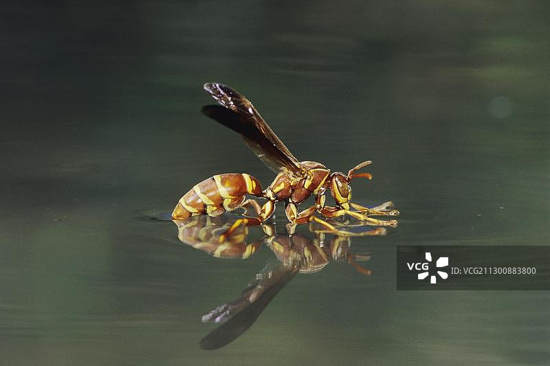 胡蜂，饮水，美国德克萨斯州图片素材