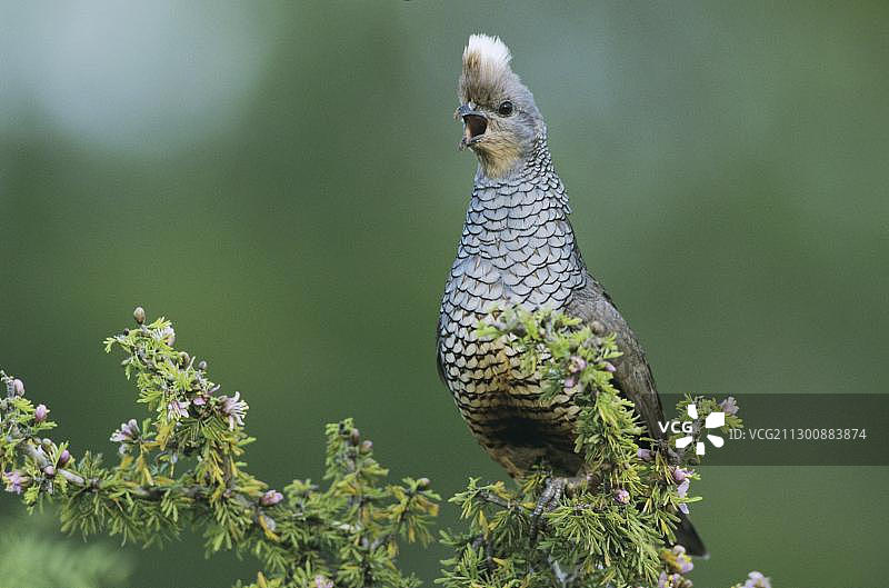 鳞鹌鹑（Callipepla squamata），成虫在盛开的愈创木灌木（Guaiacum angustifolium）上鸣叫，斯塔尔县，格兰德河谷，德克萨斯州南部，美国，北美图片素材