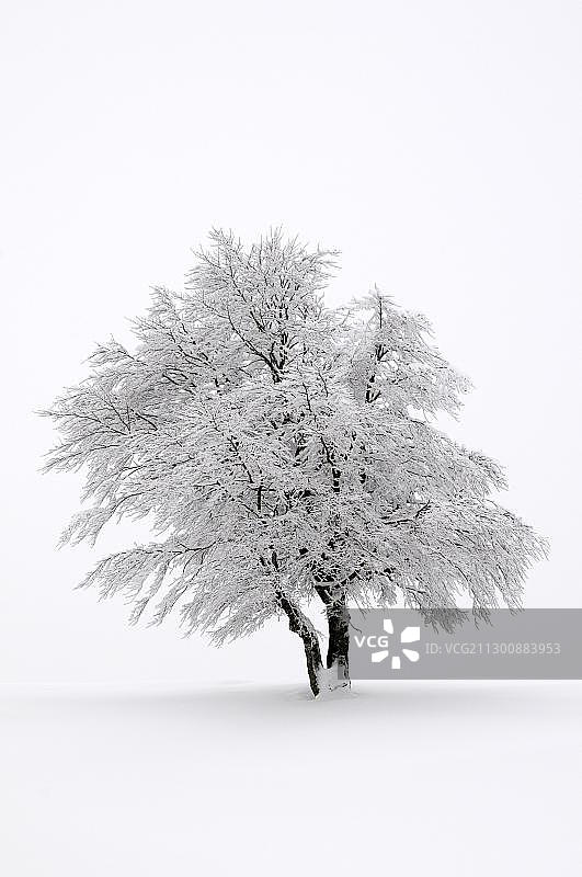 受风变形的欧洲山毛榉树，德国黑森林绍因斯兰山图片素材
