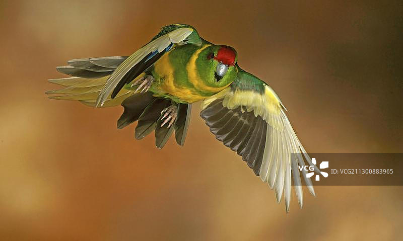 红额鹦鹉在飞行（人工饲养）图片素材