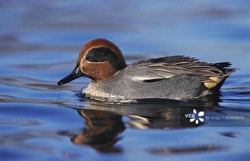 在瑞士Unterlunkhofen游泳的普通绿翅鸭（Anus crecca, Anas crecca）雄性图片素材