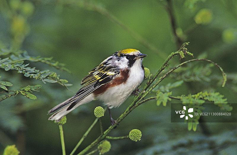 栗侧林莺，雄性，美国南得克萨斯州南帕德里岛图片素材