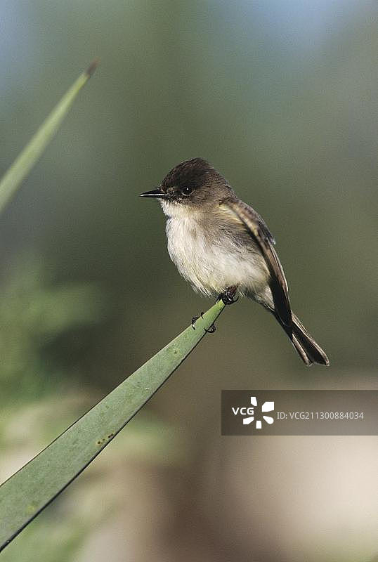 东部小美洲鹟，成鸟栖息在丝兰叶上，美国德克萨斯州南部科珀斯克里斯蒂湖，北美图片素材