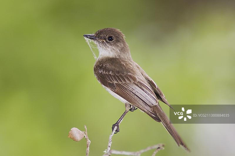 携带筑巢材料的东部小美洲鹟图片素材