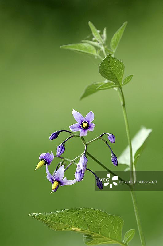 欧洲法国的苦乐藤图片素材