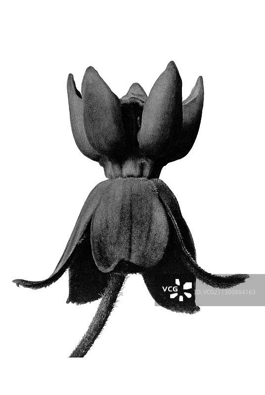 历史照片：《自然界的艺术形态》中的马利筋图片素材