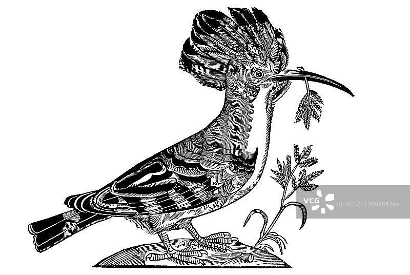 戴胜鸟木刻，选自康拉德·格斯纳《动物志》，1551年，德国图片素材