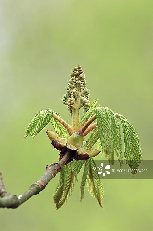七叶树的叶子和芽，德国北莱茵-威斯特法伦图片素材