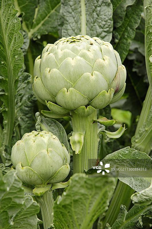 朝鲜蓟图片素材